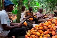 Cameroon’s Coffee Exports to France Quadruple in Value Over Three Years