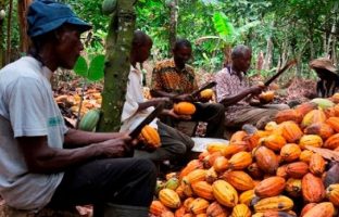 Cameroon’s Coffee Exports to France Quadruple in Value Over Three Years