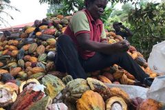 Cocoa price surge boosts incomes of Cameroon’s farmers