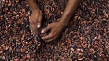 Cocoa leaders unite to embrace innovation in the face of unprecedented challenges