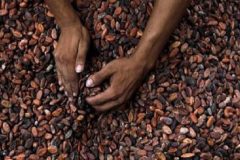 Stepping up efforts to check child labor in African cocoa-producing communities