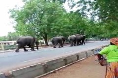 Cameroon Falling Apart: Elephants break loose in Maroua